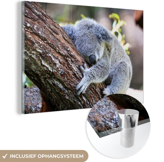 Glasschilderij - Koala - Boomstam - Knuffel - Acrylglas Schilderijen - Foto op Glas