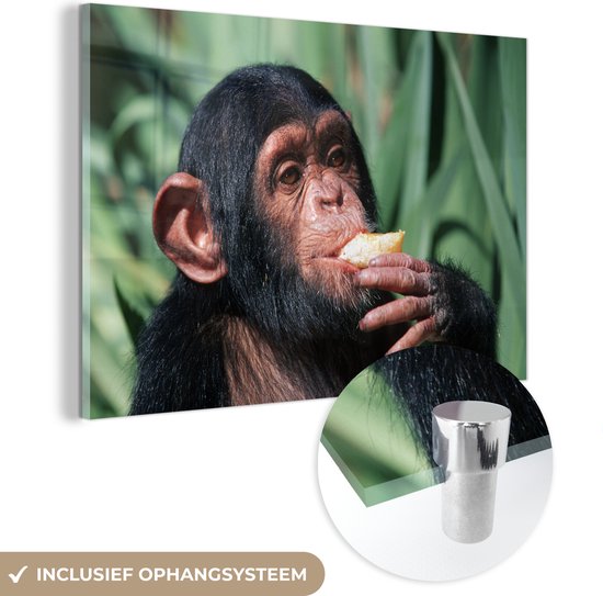 MuchoWow® Glasschilderij 60x40 cm - Schilderij acrylglas - Close-up etende chimpansee aap - Foto op glas - Schilderijen