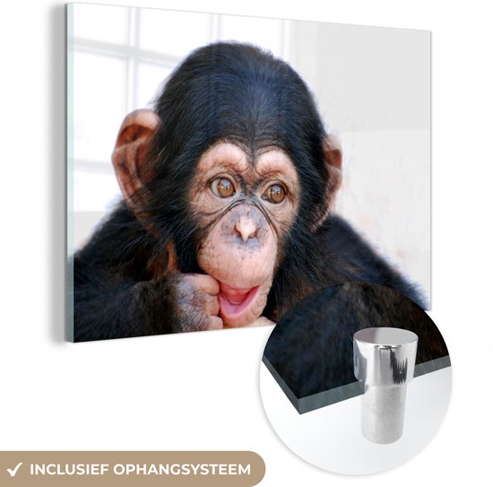 MuchoWow® Glasschilderij 60x40 cm - Schilderij acrylglas - Close-up chimpansee aap tegen witte achtergrond - Foto op glas - Schilderijen