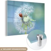 MuchoWow® Glasschilderij 60x40 cm - Schilderij acrylglas - Lieveheersbeestje zit op een blaasbloem - Foto op glas - Schilderijen