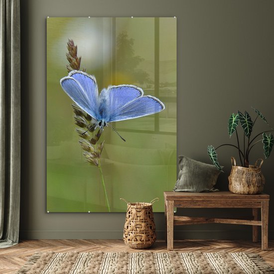 MuchoWow® Peinture sur verre - Papillon bleu sur une tige de maïs - 120x180 cm - Peintures sur verre acrylique - Photo sur Glas