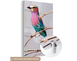 ® Glasschilderij 100×150 cm – Schilderij acrylglas – Vorkstaartscharrelaar zit op een tak – Foto op glas – Muurdecoratie woonkamer – Wanddecoratie slaapkamer – Schilderijen ® Glasschilderij 100×150 cm – Schilderij acrylglas – Vorkstaartscharrelaar zit op een tak – Foto op glas – Muurdecoratie woonkamer – Wanddecoratie slaapkamer – Schilderijen