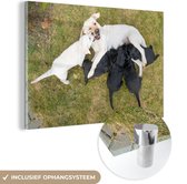 MuchoWow® Glasschilderij - Hond met veel pups - 150x100 cm - Acrylglas Schilderijen - Foto op Glas