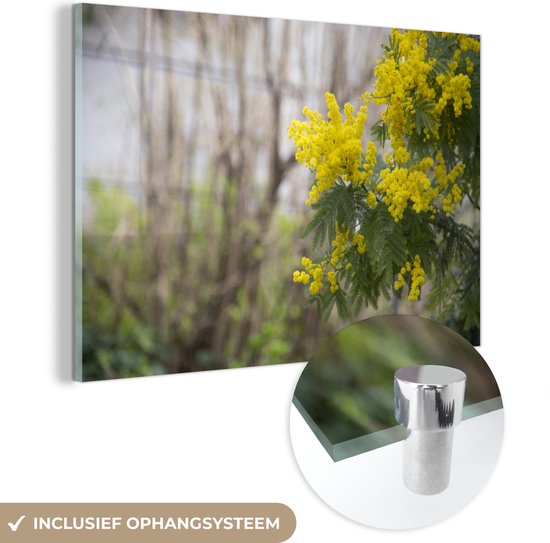 Gracieuse fleur de mimosa Plexiglas 120x80 cm - Tirage photo sur Glas (décoration murale plexiglas)