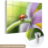 MuchoWow® Glasschilderij 120x80 cm - Schilderij acrylglas - Lieveheersbeestje op een bloem - Foto op glas - Schilderijen