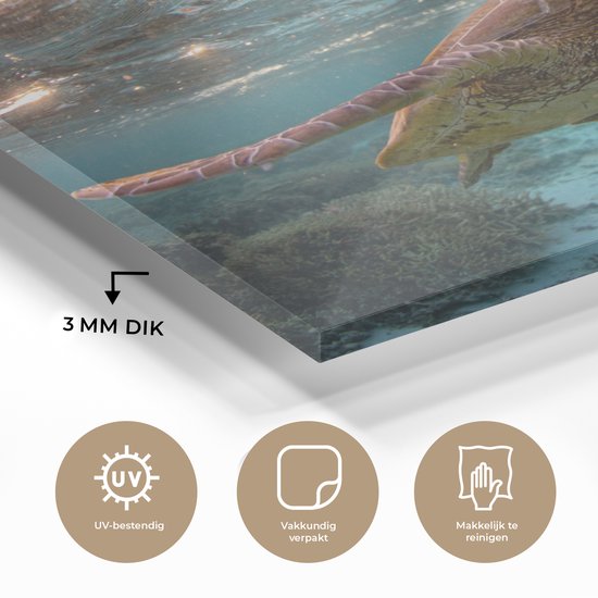 MuchoWow® Peinture sur Verre - Mer - Tortue - Couleurs - 50x50 cm - Peintures Acrylique - Photo sur Glas