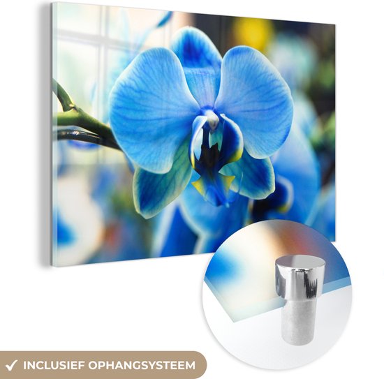 MuchoWow® Glasschilderij 120x80 cm - Schilderij acrylglas - Close-up van een blauwe orchidee met een vervaagde achtergrond - Foto op glas - Schilderijen