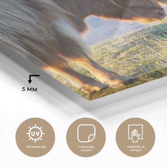 MuchoWow® Peinture sur verre 160x120 cm - Peinture sur verre acrylique - Highlanders écossais - Animaux - Soleil - Photo sur verre - Peintures