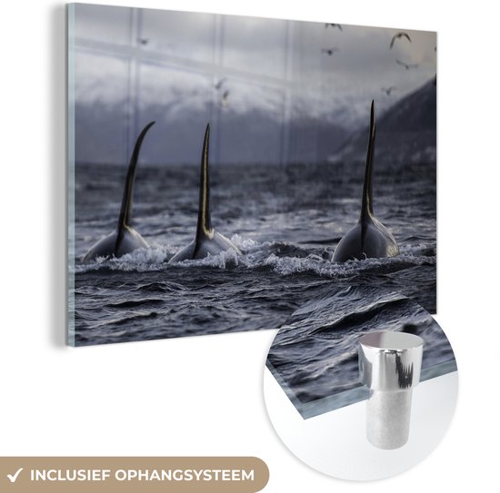 Glasschilderij - Drie orkas - Acrylglas Schilderijen - Foto op Glas