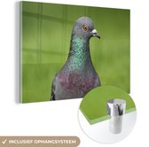 MuchoWow® Glasschilderij 30x20 cm - Schilderij glas - Een prachtige close up van een duif in het groene gras - Foto op acrylglas - Schilderijen