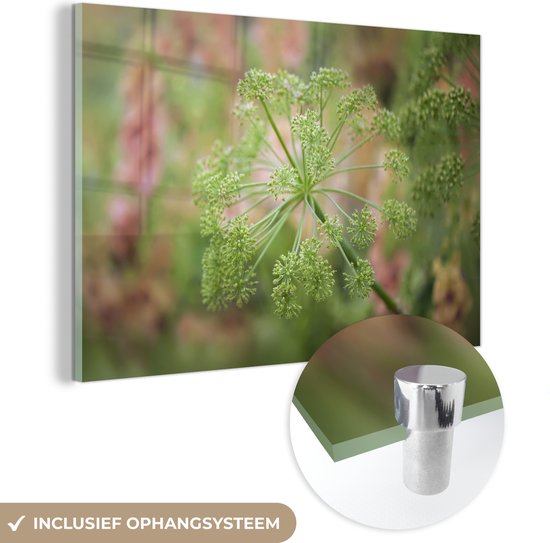 MuchoWow® Glasschilderij 60x40 cm - Schilderij acrylglas - De prachtige groene bloemen van de Angelica plant in de natuur - Foto op glas - Schilderijen