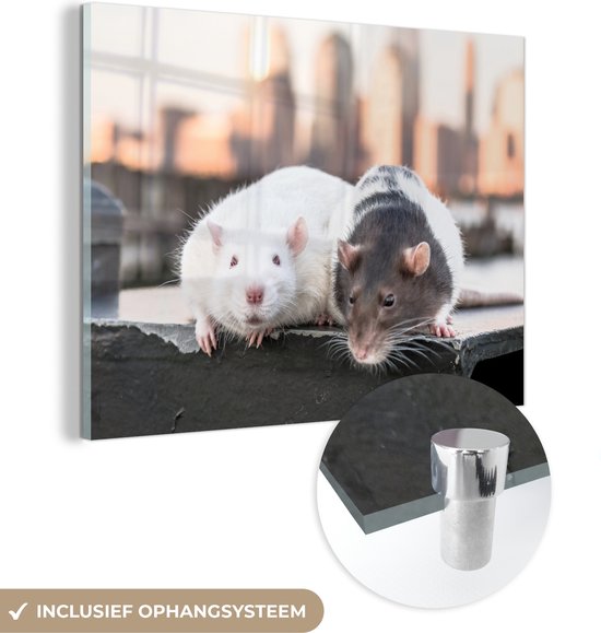 MuchoWow® Glasschilderij - Twee ratten op de kade - Acrylglas Schilderijen - Foto op Glas