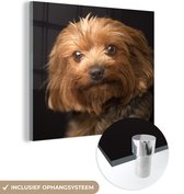 MuchoWow® Glasschilderij 90x90 cm - Schilderij acrylglas - Portretfoto van een goudbruine Yorkshire Terrier - Foto op glas - Schilderijen