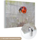 MuchoWow® Glasschilderij 30x20 cm - Schilderij acrylglas - Lieveheersbeestje op paardebloem - Foto op glas - Schilderijen