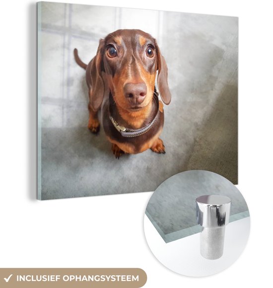 Gros plan de la tête d'un teckel en plexiglas 80x60 cm - Tirage photo sur Glas (décoration murale en plexiglas)