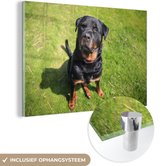 Rottweiler regarde son propriétaire Plexiglass 90x60 cm - Tirage photo sur Glas (décoration murale plexiglas)
