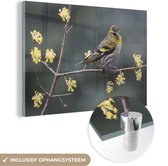 MuchoWow® Glasschilderij 60x40 cm - Schilderij acrylglas - Een donkere sijs aan het uitrusten op een tak - Foto op glas - Schilderijen