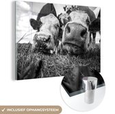 MuchoWow® Glasschilderij 120x80 cm - Schilderij acrylglas - Twee nieuwsgierige koeien - zwart wit - Foto op glas - Schilderijen