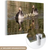 Oies grises nageant dans l'eau Plexiglas 120x80 cm - Tirage photo sur verre (Décoration murale plexiglas)
