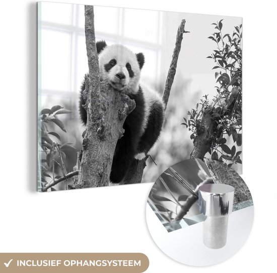 MuchoWow® Glasschilderij 60x40 cm - Schilderij acrylglas - Panda leunt op een boom - zwart wit - Foto op glas - Schilderijen