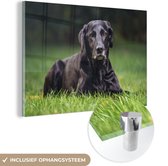 MuchoWow® Glasschilderij 120x80 cm - Schilderij acrylglas - Een zwarte labrador in het gras - Foto op glas - Schilderijen