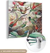 MuchoWow® Glasschilderij 20x20 cm - Schilderij acrylglas - Kolibrie - Vintage - Ernst Haeckel - Vogel - Kunst - Natuur - Foto op glas - Schilderijen