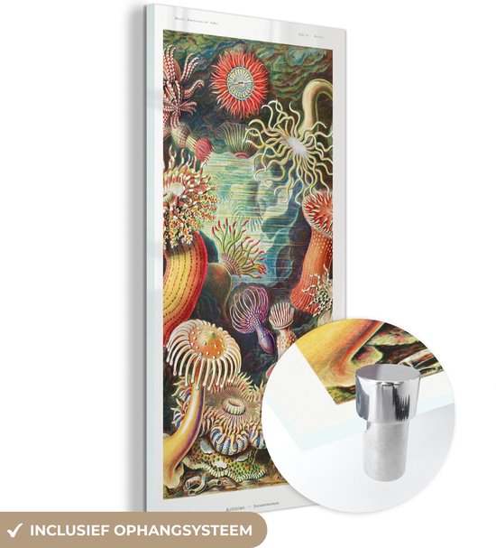 MuchoWow® Glasschilderij 60x120 cm - Schilderij acrylglas - Ernst Haeckel - Anemoon - Retro - Natuur - Planten - Zee - Foto op glas - Schilderijen