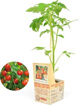 Cherrytomaat - kerstomaat - 3 geënte tomatenplanten