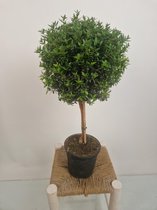 Myrtus communis - Myrte boompje - potmaat 17 cm - planthoogte 65 cm - Plants By Suus