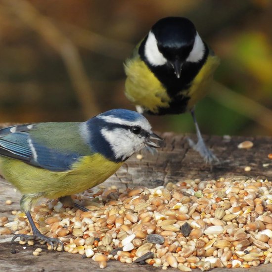 Foto: Aniculis premium wilde vogelzaad mix 5 kg zadenmix met speciaal geselecteerde zaden voor tuinvogels ideaal voor het hele jaar door voeren van vogels