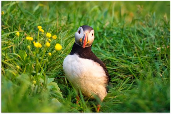 Poster Glanzend – Kleine Papegaaiduiker Vogel in Groen Grasveld - 105x70 cm Foto op Posterpapier met Glanzende Afwerking