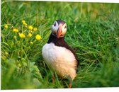 PVC Schuimplaat - Kleine Papegaaiduiker Vogel in Groen Grasveld - 100x75 cm Foto op PVC Schuimplaat (Met Ophangsysteem)