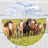 Muursticker Cirkel - Kudde IJslander Paarden in Groene Wei onder Schapenwolken - 20x20 cm Foto op Muursticker