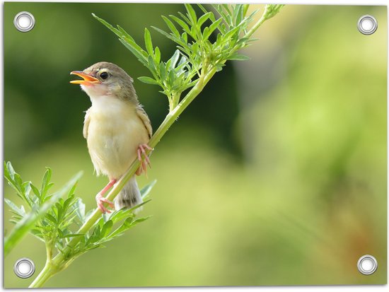 Tuinposter – Klein Zingend Vogeltje met Open Snavel op Groene Tak - 40x30 cm Foto op Tuinposter (wanddecoratie voor buiten en binnen)