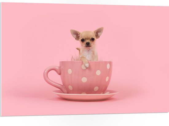 PVC Schuimplaat- Kleine Beige Chihuahua Hond in Roze Theekop op Roze Achtergrond - 105x70 cm Foto op PVC Schuimplaat