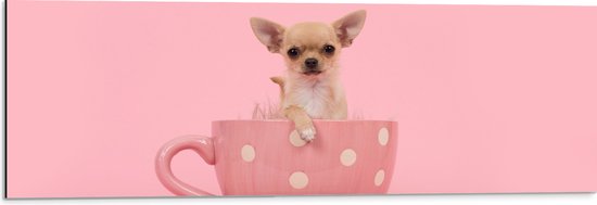 Dibond - Kleine Beige Chihuahua Hond in Roze Theekop op Roze Achtergrond - 90x30 cm Foto op Aluminium (Met Ophangsysteem)