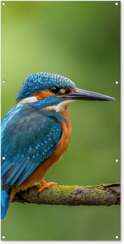 Wanddecoratie Metaal - Aluminium Schilderij De IJsvogel - 90 x 60 cm - Dieren - Vogels
