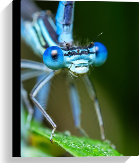 Canvas - Close-up van Blauwkleurige Libel op Groen Blad - 30x40 cm Foto op Canvas Schilderij (Wanddecoratie op Canvas)