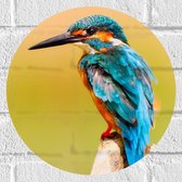 Muursticker Cirkel - Blauw met Oranje Gekleurde IJsvogel - 30x30 cm Foto op Muursticker