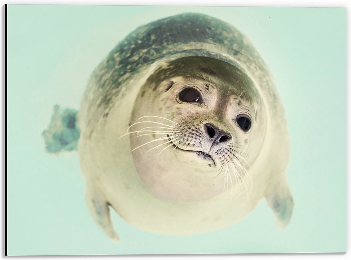 Dibond - Aankijkende Baby Zeehond - 40x30 cm Foto op Aluminium (Wanddecoratie van metaal)