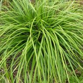 6x Zegge - Carex morrowii 'Mosten' - Pot 9x9cm