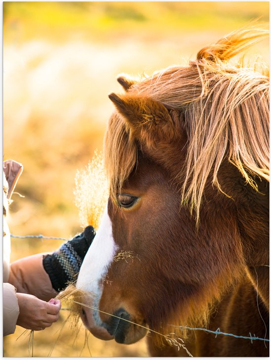 Poster Glanzend – Bruin IJslander Paard levend op Boerderij - 60x80 cm Foto op Posterpapier met Glanzende Afwerking
