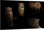 Dibond - Collage van Leeuw in Verschillende Posities - 150x100 cm Foto op Aluminium (Wanddecoratie van metaal)