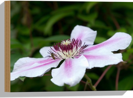 Hout - Clematis Flordie Bloemen in het Wit met Paarse Details - 40x30 cm - 9 mm dik - Foto op Hout (Met Ophangsysteem)