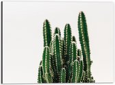 Dibond - Bovenkant Cactus - 40x30cm Foto op Aluminium (Met Ophangsysteem)