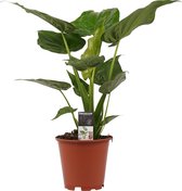 Kamerplant van Botanicly – Olifantsoor – Hoogte: 65 cm – Alocasia Cucullata