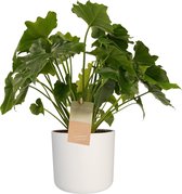 Kamerplant van Botanicly – Philodendron Shangri La incl. witte cilindrische sierpot als set – Hoogte: 35 cm