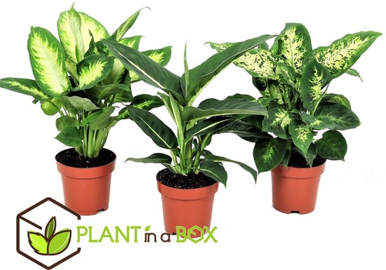 Plant in a Box - Een mix van 3 verschillende Dieffenbachia planten - Pot ⌀12cm - Hoogte ↕ 30-40cm
