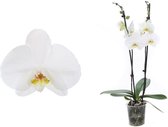 Phal Dame Blanche 2T14+