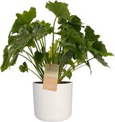 Philodendron Shangri La - Elho b.for white